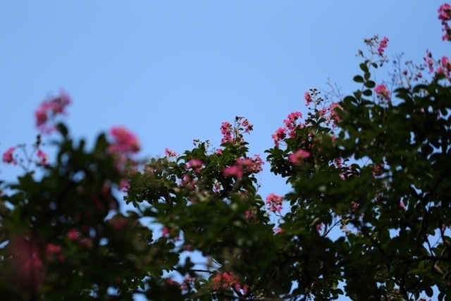 _MG_4542.JPG