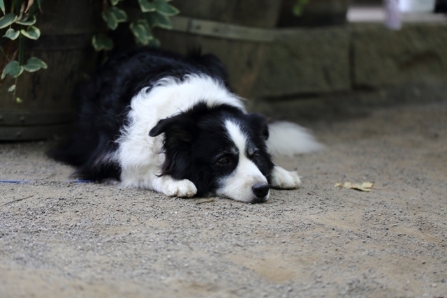 _MG_6380.JPG