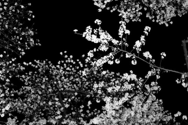 _MG_8100.JPG