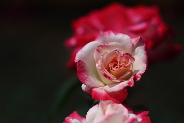 _MG_8292.JPG