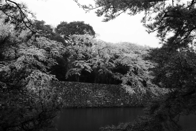 _MG_9009.JPG