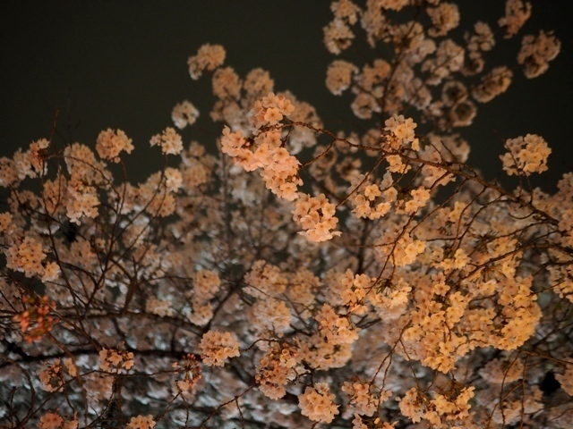 _O060125.jpg
