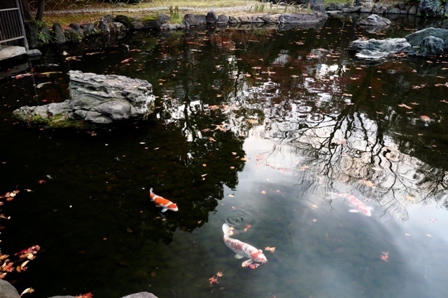 _P010100.jpg
