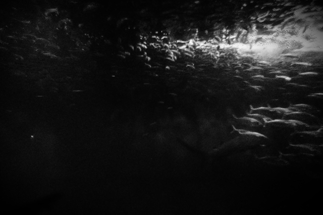 _P220290.JPG