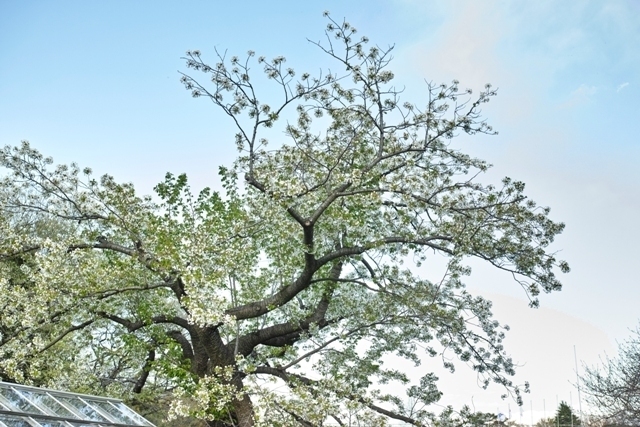 _SDI5176.jpg
