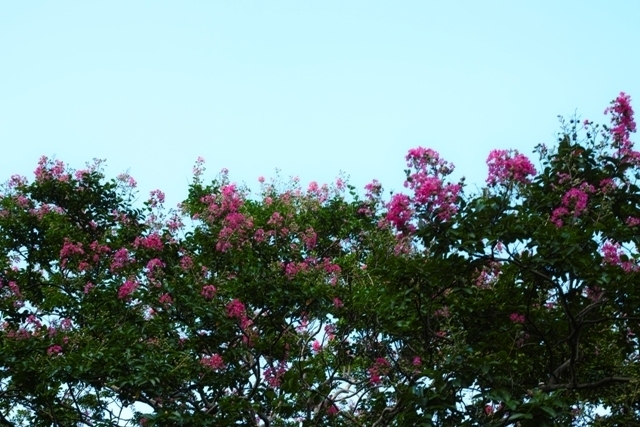 _SDI6308.jpg