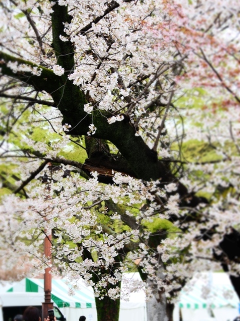 K1010022.jpg