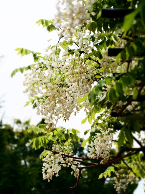 K1010022.jpg