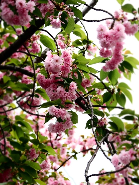 K1010032.jpg