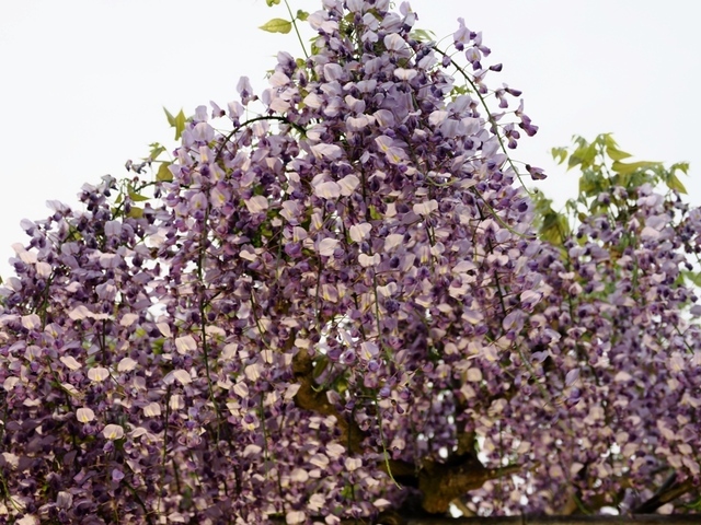 K1010111.jpg