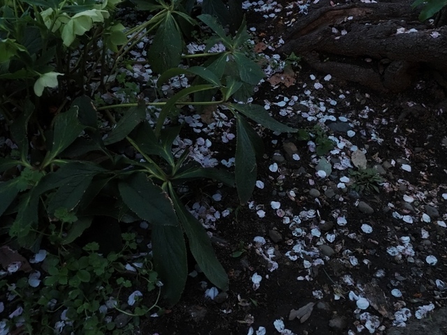 K1010192.jpg