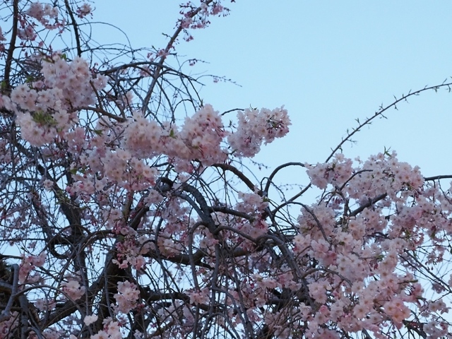 K1010196.jpg