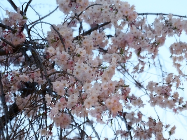 K1010197.jpg